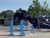 jumper Comment van het Exelhof Z (Zangersheide riding horse, 2017, from Comme il Faut)