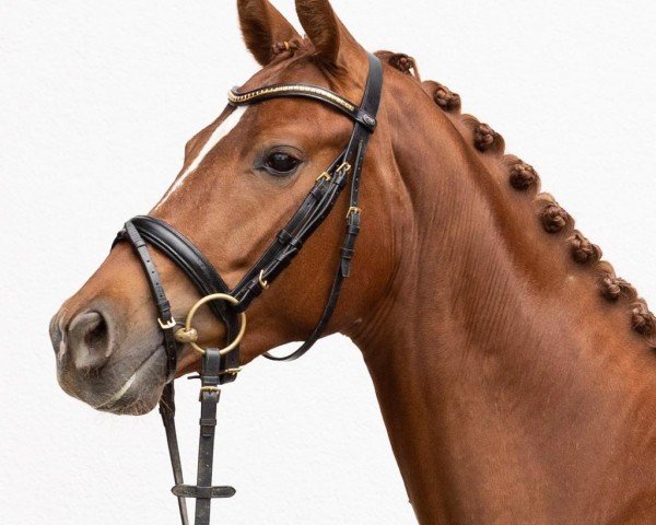 dressage horse Bella (Hanoverian, 2020, from Baron)