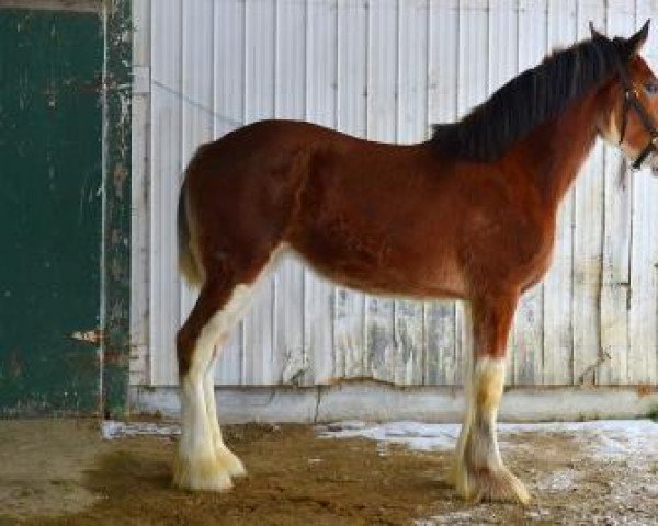 horse Willow Way Ophelia (Clydesdale, 2014, from Willow Way Ideal)