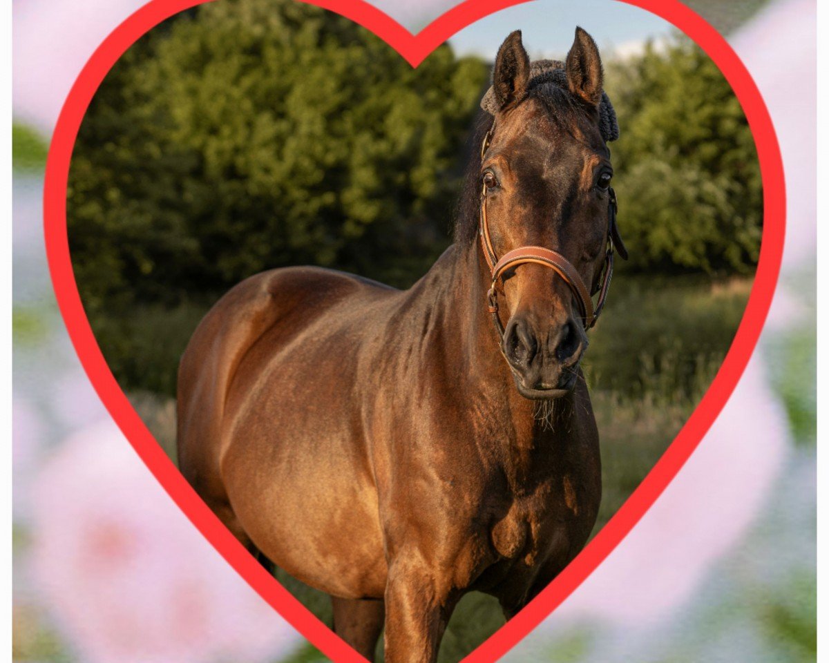 stallion Freemann T.Porter (Brandenburg, 1996, from Freeholder)