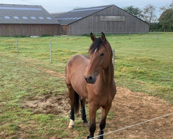 dressage horse Mr. VIP (Hanoverian, 2019, from Escolar)