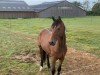 dressage horse Mr. VIP (Hanoverian, 2019, from Escolar)