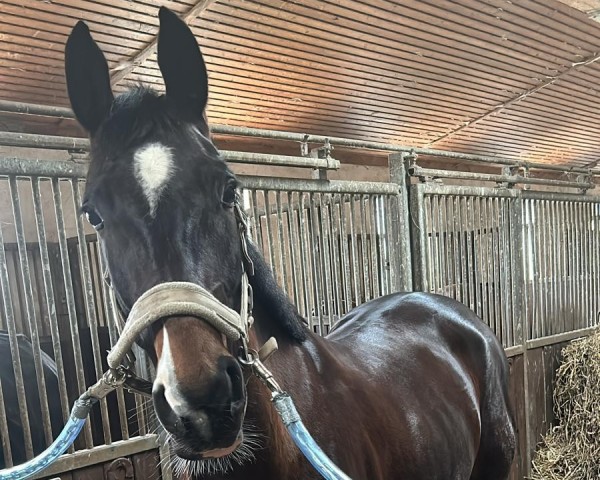 jumper Chelsy 28 (Oldenburg show jumper, 2018, from Chaccato)