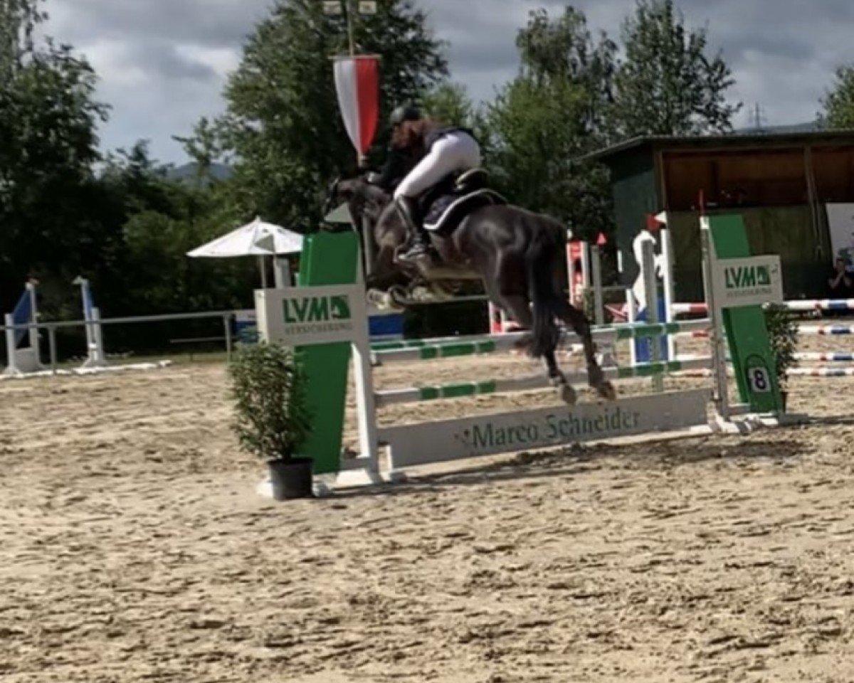 Springpferd Champi Pleasure (Westfale, 2014, von Clay)