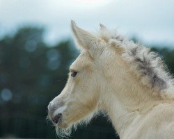 horse La Toya (Fjord Horse, 2021, from Solfin Skovå)