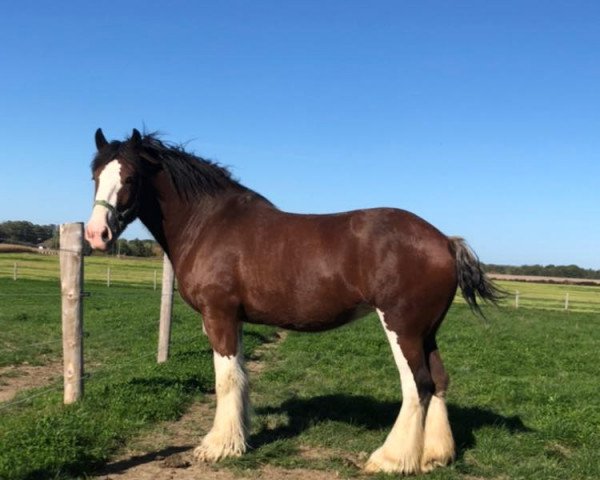 Pferd Willow Way Oracle (Clydesdale, 2014, von Willow Way Kelso)