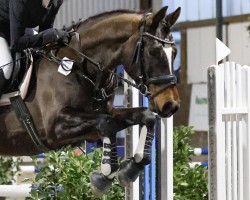 jumper Harrybird (German Riding Pony, 2017, from Holsteins Happyness)