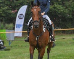 jumper Action Escape (Oldenburg show jumper, 2018, from Action Blue)