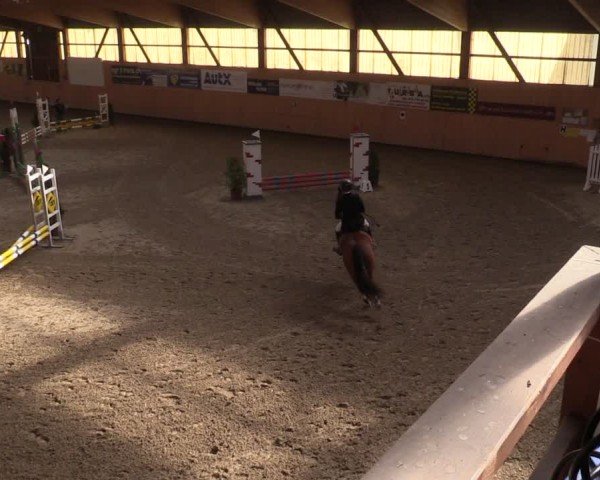 Reitturnier Fehraltorf 2024