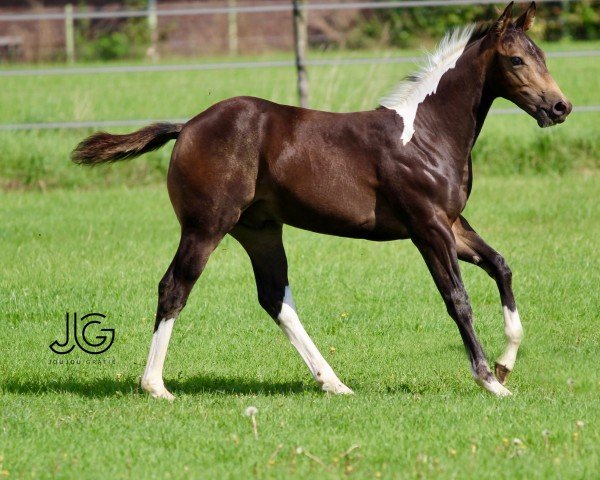 Pferd NZ Zips Smoky Iceman (Paint Horse, 2023)