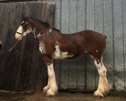 broodmare Willow Way Orchid (Clydesdale, 2014, from Hatfield Hightower)