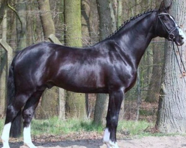 dressage horse Rascalino (Hanoverian, 2001, from Rotspon)