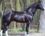 stallion Rascalino (Hanoverian, 2001, from Rotspon)