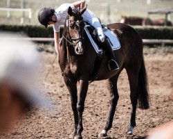 dressage horse Beatle xx (Thoroughbred, 2009, from Greinton xx)