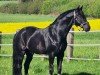 Dressurpferd Ives 4 (Belgisches Warmblut, 2010, von Decor Dreamcatcher)