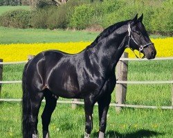 dressage horse Ives 4 (Belgian Warmblood, 2010, from Decor Dreamcatcher)