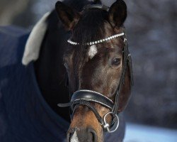 dressage horse Diamond Max (Oldenburg, 2014, from Diamond Hit)