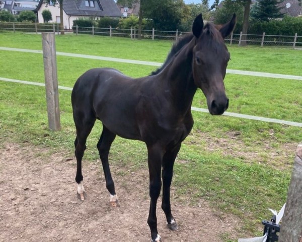 dressage horse Fynch Diamond (Hanoverian, 2023, from Fynch Hatton)