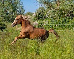 dressage horse Dia Vita (German Riding Pony, 2019, from Dating At NRW)