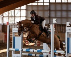 jumper Cnödel de Luxe (German Riding Pony, 2014, from Chic in Time)