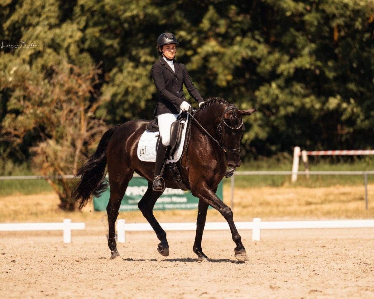 dressage horse Nyx is the new black (Belgian Warmblood, 2019, from First- Step Valentin)
