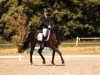 dressage horse Nyx is the new black (Belgium Sporthorse, 2019, from First- Step Valentin)