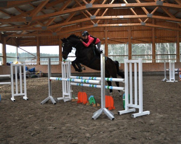 Springpferd LE Henry (Deutsches Reitpferd, 2008, von Le Matin)