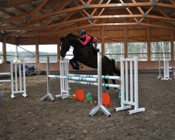 jumper LE Henry (German Sport Horse, 2008, from Le Matin)