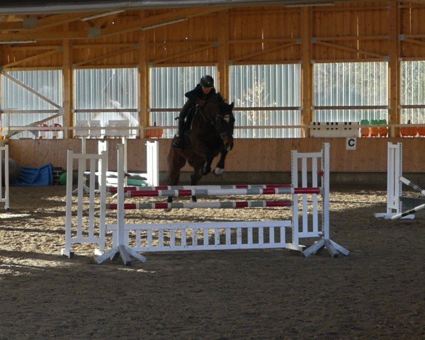 jumper LE Henry (German Sport Horse, 2008, from Le Matin)