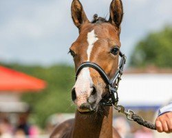 dressage horse Wittmanns Covergirl (German Riding Pony, 2023, from FS Champion de Luxe)