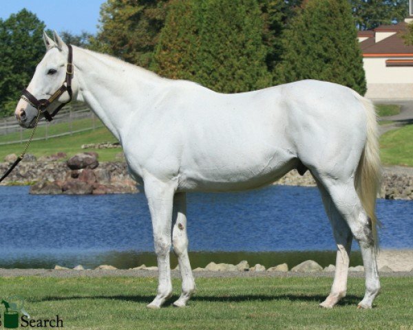 stallion Gold Ship xx (Thoroughbred, 2009, from Stay Gold xx)