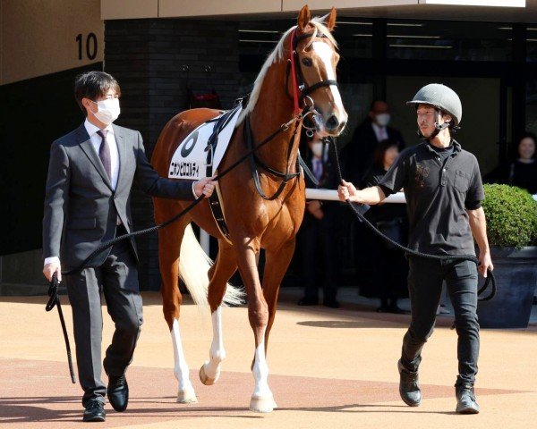 horse Nihonpiro Goldie xx (Thoroughbred, 2021, from Gold Ship xx)