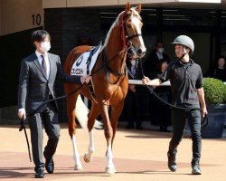 horse Nihonpiro Goldie xx (Thoroughbred, 2021, from Gold Ship xx)