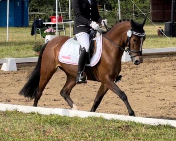 Dressurpferd Quaterbacks little Lady S (Deutsches Reitpony, 2019, von Quaterback's Junior)