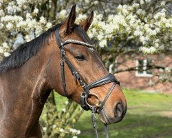 dressage horse Don Denero 3 (Rhinelander, 2018, from Don Allegro)