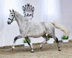 broodmare Clasa (Westphalian, 2010, from Classe VDL)