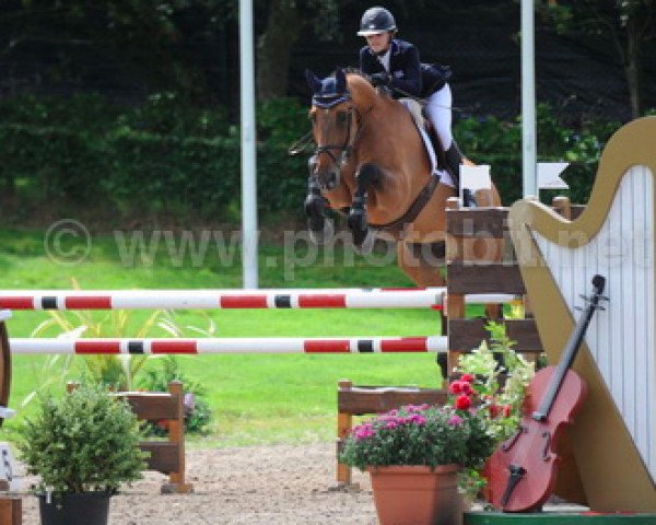 jumper Donnar (Belgian Warmblood, 2003, from Canadian River)