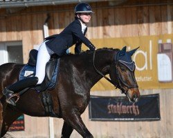 dressage horse DSP Balisto (German Sport Horse, 2016, from Boliviano)