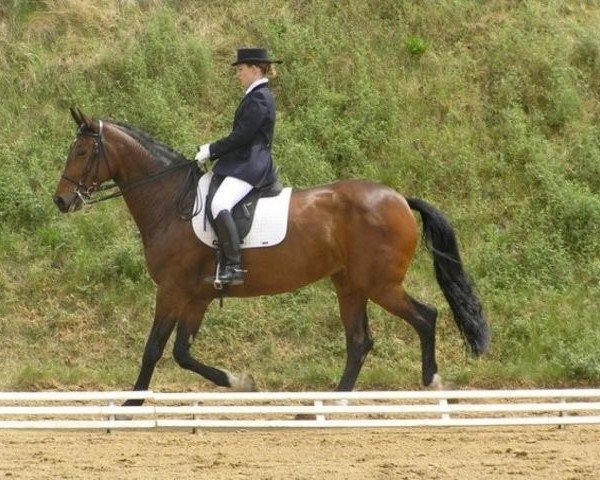 horse Šipka (Czech Warmblood, 2000, from Mineral)