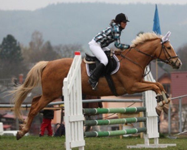 horse Tornáda (Czech Warmblood, 2000, from Mineral)