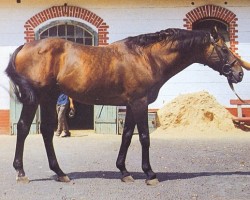 horse Imi (Thoroughbred,  , from Intermezzo xx)