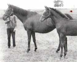 broodmare Molly Adare xx (Thoroughbred, 1925, from Phalaris xx)