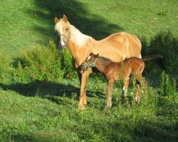 Zuchtstute Brazílie (Tschechisches Warmblut, 1993, von Husar týnský)