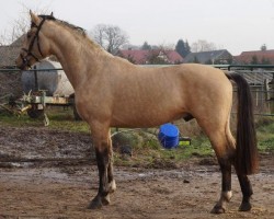 broodmare Pavla (Czech Warmblood, 1972, from Alarm-89)