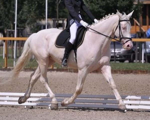 Pferd Fanfan (Tschechisches Warmblut, 2001, von Mineral)