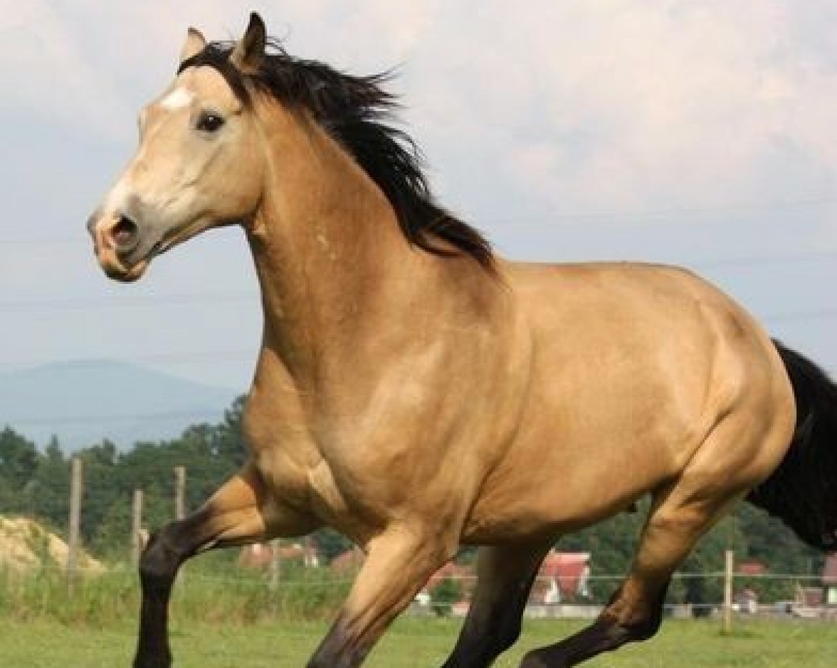 Pferd Gven (Tschechisches Warmblut, 2001, von Mineral)