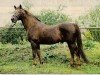 stallion Przedswit XVI-K (Czech Warmblood,  , from 2613 Przedswit III-2)