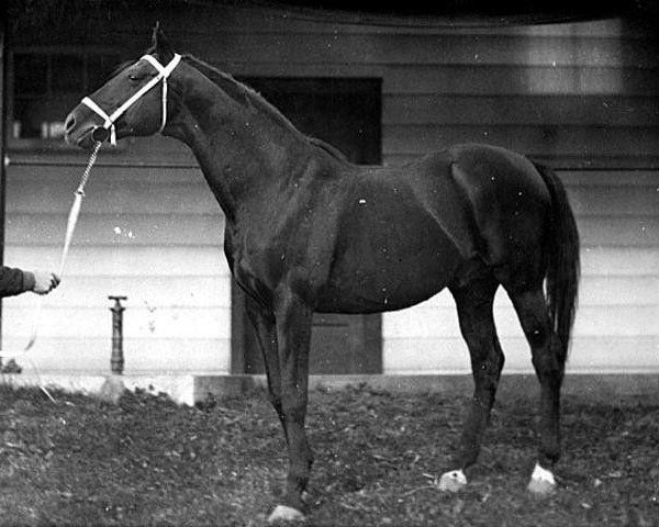 broodmare 796 North Star III (Furioso, 1957, from North Star III - Bont.)