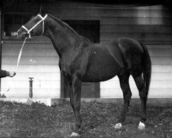 broodmare 796 North Star III (Furioso, 1957, from North Star III - Bont.)