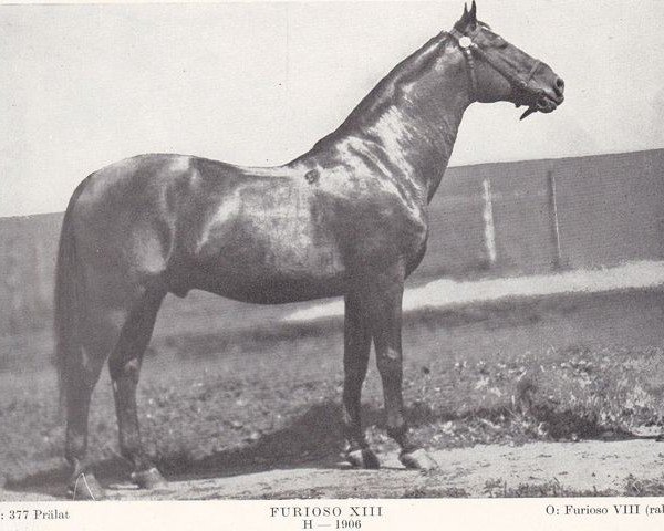 Deckhengst Furioso XIII (Furioso, 1906, von Furioso VIII)